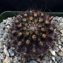 Load image into Gallery viewer, Eriosyce villosa *Purple cactus w/ pink flowers*