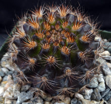 Load image into Gallery viewer, Eriosyce villosa *Purple cactus w/ pink flowers*
