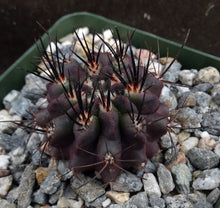 Load image into Gallery viewer, Eriosyce odieri