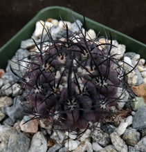 Load image into Gallery viewer, Eriosyce odieri