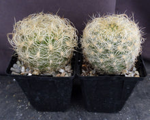 Load image into Gallery viewer, Eriosyce senilis Yellow spine form