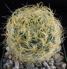 Load image into Gallery viewer, Eriosyce senilis Yellow spine form