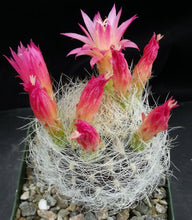 Load image into Gallery viewer, Eriosyce senilis