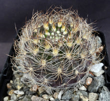 Load image into Gallery viewer, Eriosyce senilis Darker Spine Form