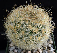Load image into Gallery viewer, Eriosyce senilis Yellow spine form