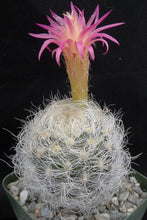 Load image into Gallery viewer, Eriosyce senilis