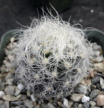 Load image into Gallery viewer, Eriosyce senilis