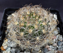 Load image into Gallery viewer, Eriosyce senilis Darker Spine Form