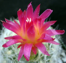 Load image into Gallery viewer, Eriosyce senilis Yellow spine form