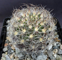 Load image into Gallery viewer, Eriosyce senilis Darker Spine Form