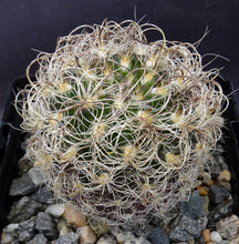 Load image into Gallery viewer, Eriosyce senilis Darker Spine Form