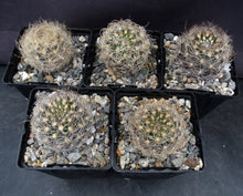 Load image into Gallery viewer, Eriosyce senilis Darker Spine Form