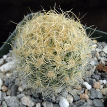 Load image into Gallery viewer, Eriosyce senilis Yellow spine form