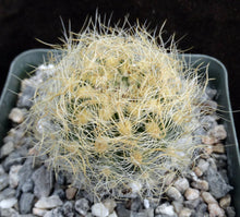 Load image into Gallery viewer, Eriosyce senilis Yellow spine form