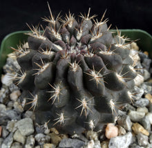 Load image into Gallery viewer, Eriosyce setosiflora