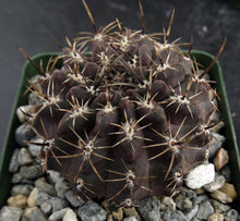 Load image into Gallery viewer, Eriosyce setosiflora