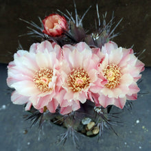 Load image into Gallery viewer, Eriosyce heinrichiana (Neochilenia jussieui)