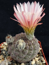 Load image into Gallery viewer, Eriosyce napina f. glabrescens