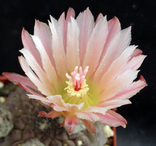 Load image into Gallery viewer, Eriosyce napina f. glabrescens