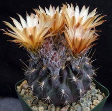 Load image into Gallery viewer, Eriosyce setosiflora