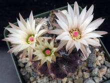 Load image into Gallery viewer, Eriosyce taltalensis *Black spiny cactus!*