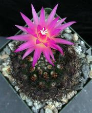 Load image into Gallery viewer, Eriosyce villosa *Purple cactus w/ pink flowers*