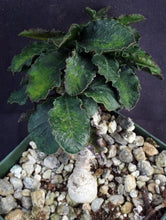 Load image into Gallery viewer, Euphorbia ambovombensis