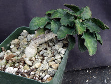 Load image into Gallery viewer, Euphorbia ambovombensis