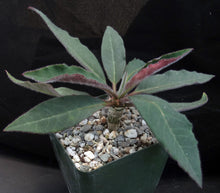 Load image into Gallery viewer, Euphorbia ankarensis