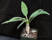 Load image into Gallery viewer, Euphorbia ankarensis