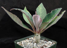 Load image into Gallery viewer, Euphorbia ankarensis
