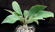 Load image into Gallery viewer, Euphorbia ankarensis