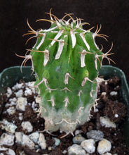 Load image into Gallery viewer, Euphorbia columnaris (Own roots)