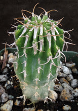 Load image into Gallery viewer, Euphorbia columnaris (Own roots)