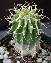 Load image into Gallery viewer, Euphorbia columnaris (Own roots)