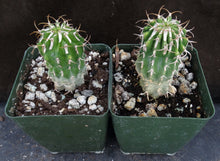 Load image into Gallery viewer, Euphorbia columnaris (Own roots)