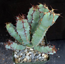 Load image into Gallery viewer, Euphorbia cooperi