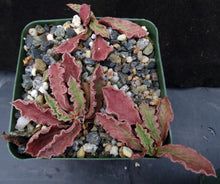 Load image into Gallery viewer, Euphorbia decaryi