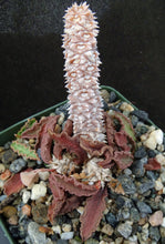 Load image into Gallery viewer, Euphorbia decaryi