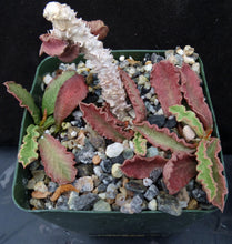 Load image into Gallery viewer, Euphorbia decaryi