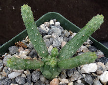 Load image into Gallery viewer, Euphorbia esculenta