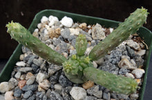 Load image into Gallery viewer, Euphorbia esculenta