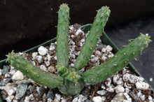 Load image into Gallery viewer, Euphorbia esculenta
