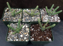 Load image into Gallery viewer, Euphorbia esculenta