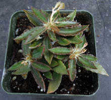 Load image into Gallery viewer, Euphorbia francoisii x tulearensis (A)