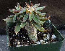 Load image into Gallery viewer, Euphorbia francoisii x tulearensis (A)