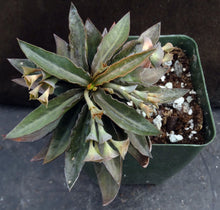 Load image into Gallery viewer, Euphorbia francoisii x tulearensis (F)