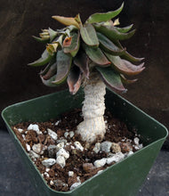 Load image into Gallery viewer, Euphorbia francoisii x tulearensis (F)
