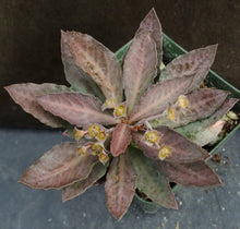 Load image into Gallery viewer, Euphorbia francoisii x tulearensis (I)