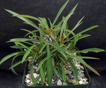Load image into Gallery viewer, Euphorbia genoudiana